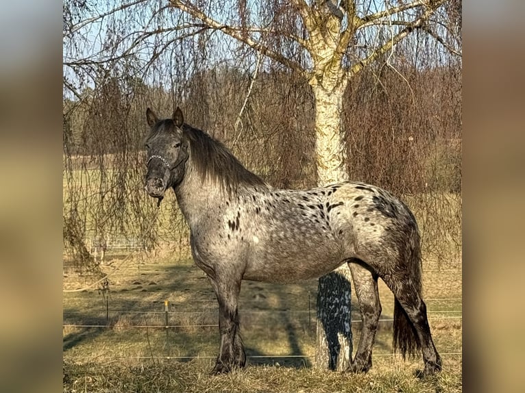 Noriker Mare 3 years 15.1 hh Leopard-Piebald in Achstetten