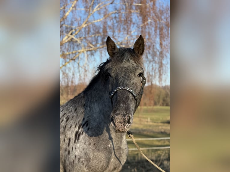 Noriker Mare 3 years 15.1 hh Leopard-Piebald in Achstetten