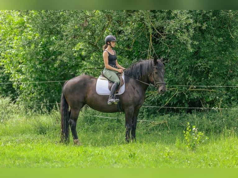 Noriker Mare 3 years 15.2 hh Black in Kraiburg am Inn
