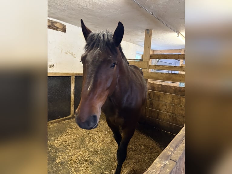 Noriker Mare 3 years 15.2 hh Brown in Hintersee
