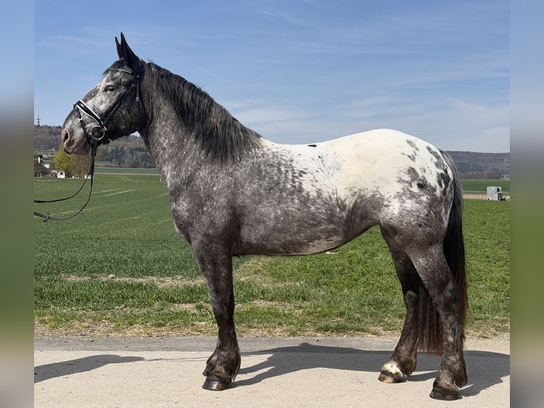Noriker Mare 3 years 15.2 hh Leopard-Piebald in Riedlingen