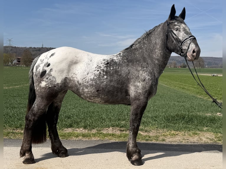 Noriker Mare 3 years 15.2 hh Leopard-Piebald in Riedlingen