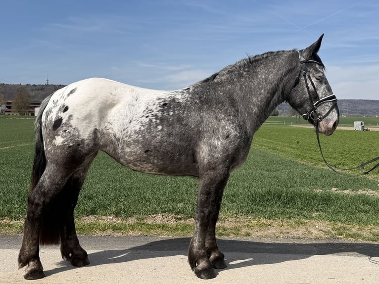 Noriker Mare 3 years 15.2 hh Leopard-Piebald in Riedlingen