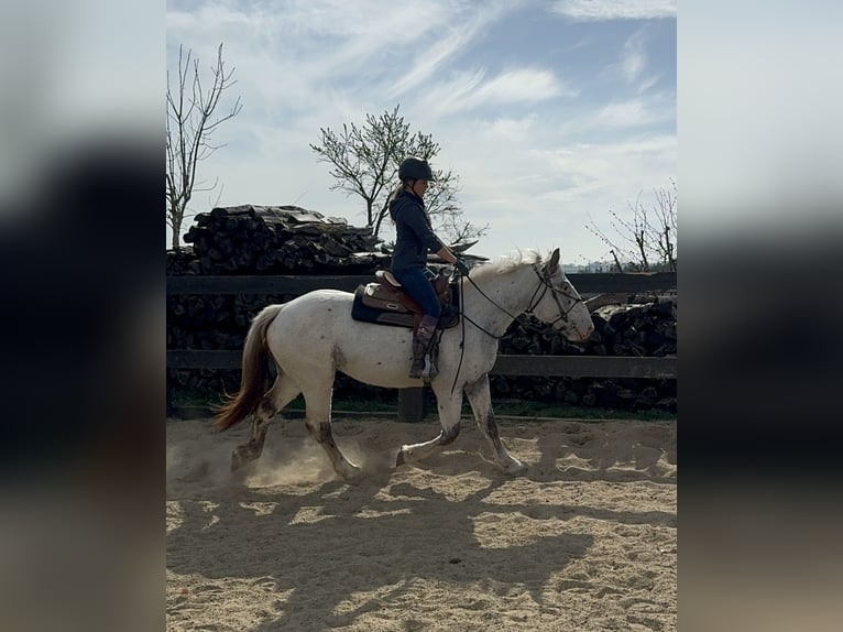 Noriker Mare 3 years 15,2 hh Leopard-Piebald in Daleiden