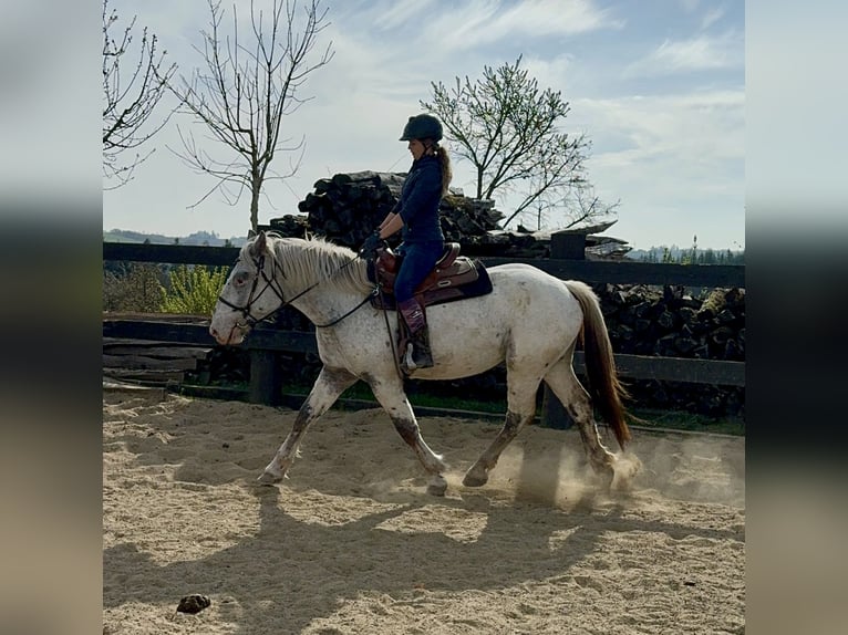 Noriker Mare 3 years 15,2 hh Leopard-Piebald in Daleiden