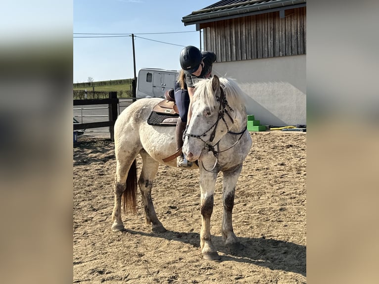 Noriker Mare 3 years 15,2 hh Leopard-Piebald in Daleiden