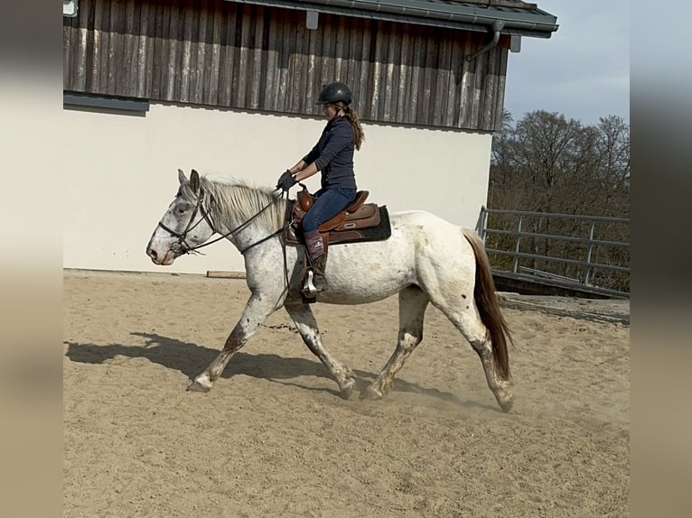 Noriker Mare 3 years 15,2 hh Leopard-Piebald in Daleiden