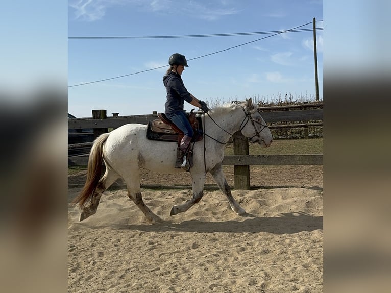 Noriker Mare 3 years 15,2 hh Leopard-Piebald in Daleiden
