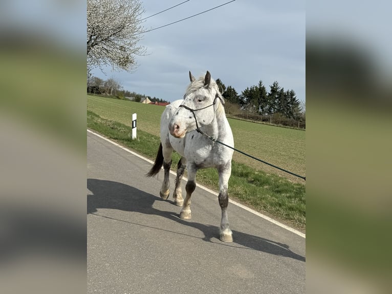 Noriker Mare 3 years 15,2 hh Leopard-Piebald in Daleiden