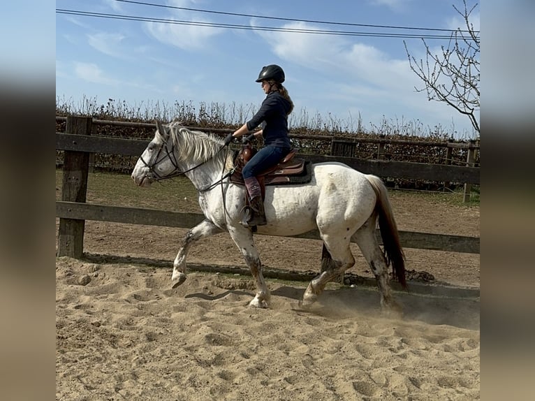 Noriker Mare 3 years 15,2 hh Leopard-Piebald in Daleiden