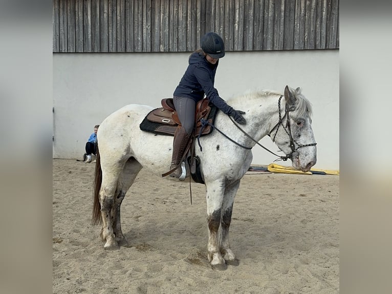 Noriker Mare 3 years 15,2 hh Leopard-Piebald in Daleiden