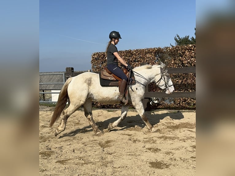 Noriker Mare 3 years 15,2 hh Leopard-Piebald in Daleiden