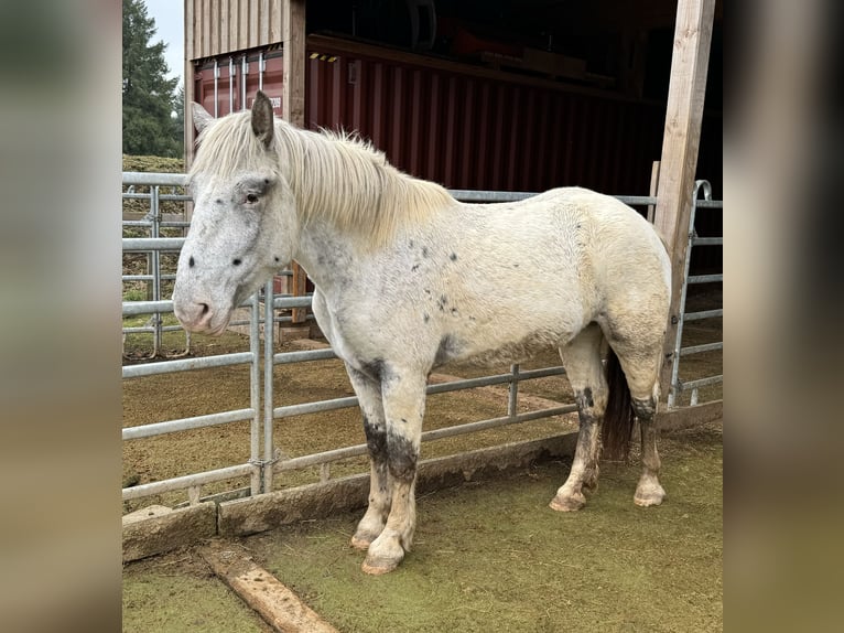 Noriker Mare 3 years 15,2 hh Leopard-Piebald in Daleiden