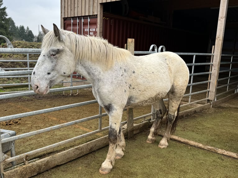 Noriker Mare 3 years 15,2 hh Leopard-Piebald in Daleiden