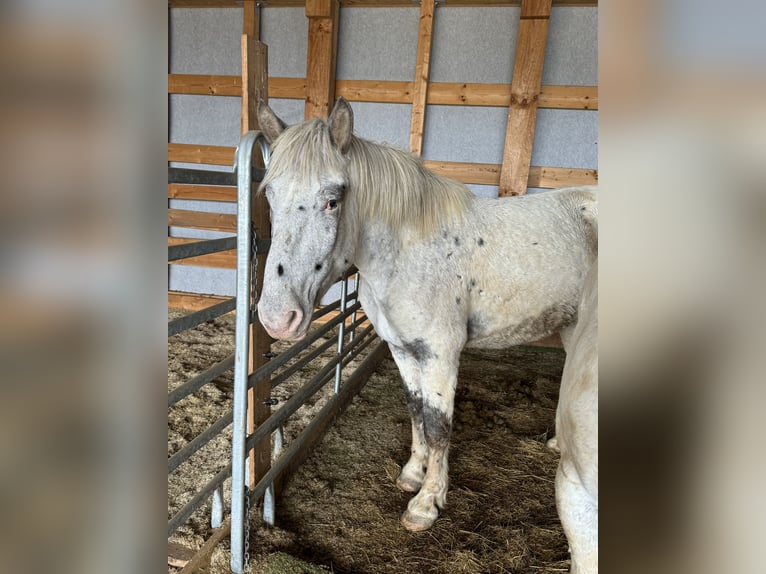 Noriker Mare 3 years 15,2 hh Leopard-Piebald in Daleiden