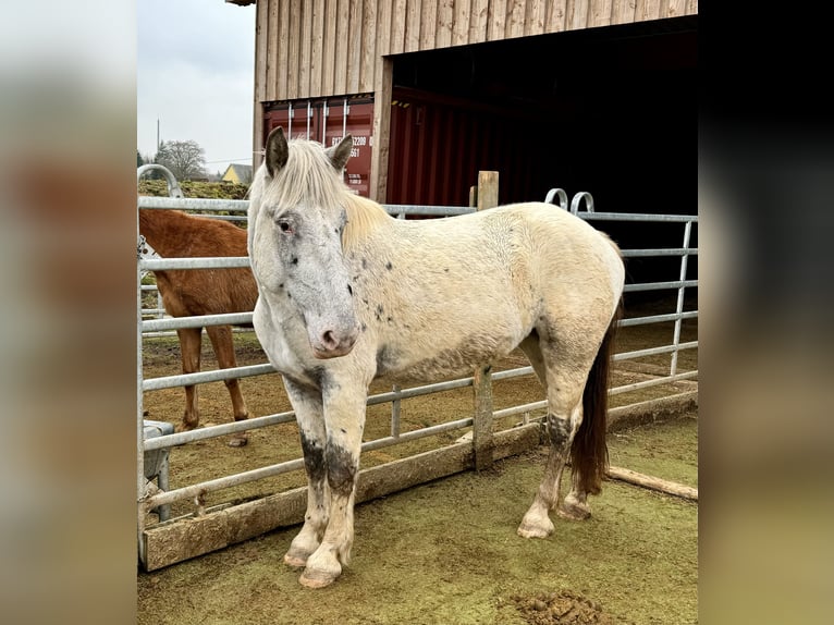 Noriker Mare 3 years 15,2 hh Leopard-Piebald in Daleiden