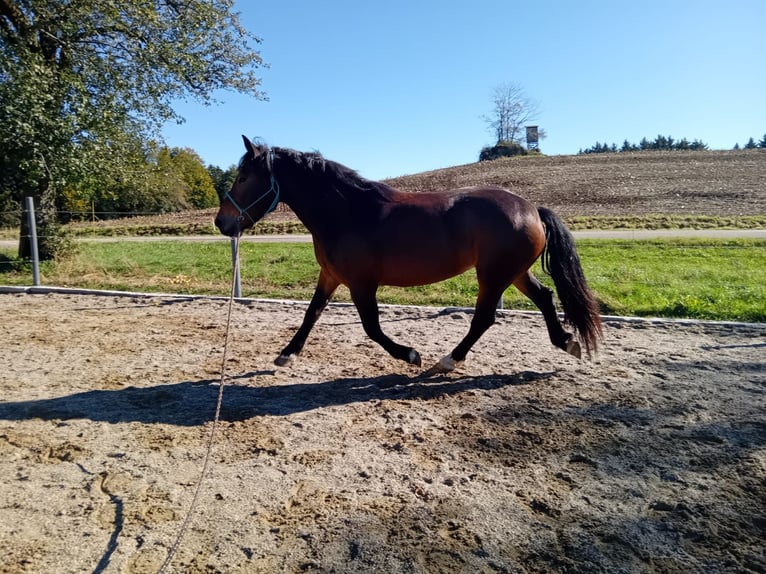 Noriker Mare 3 years 15,3 hh Brown in Höhnhart