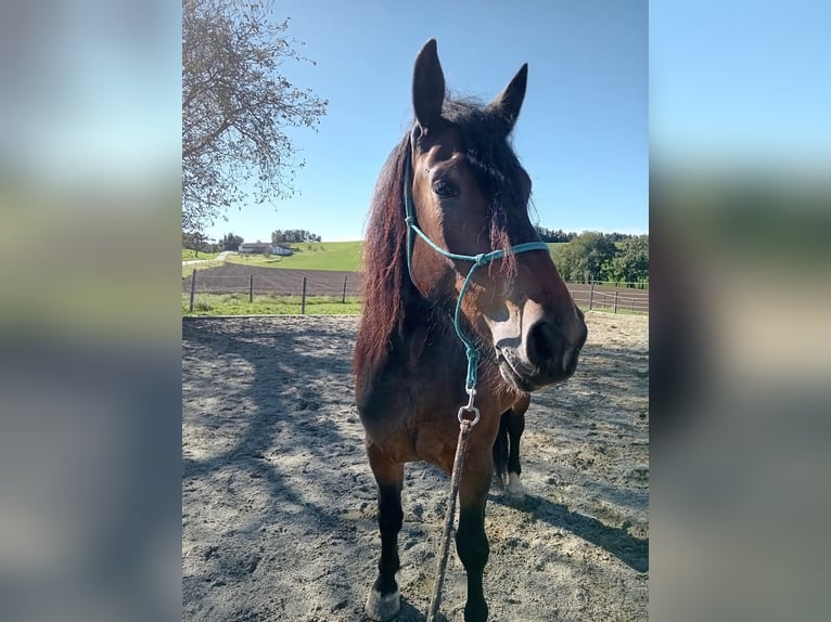 Noriker Mare 3 years 15,3 hh Brown in Höhnhart