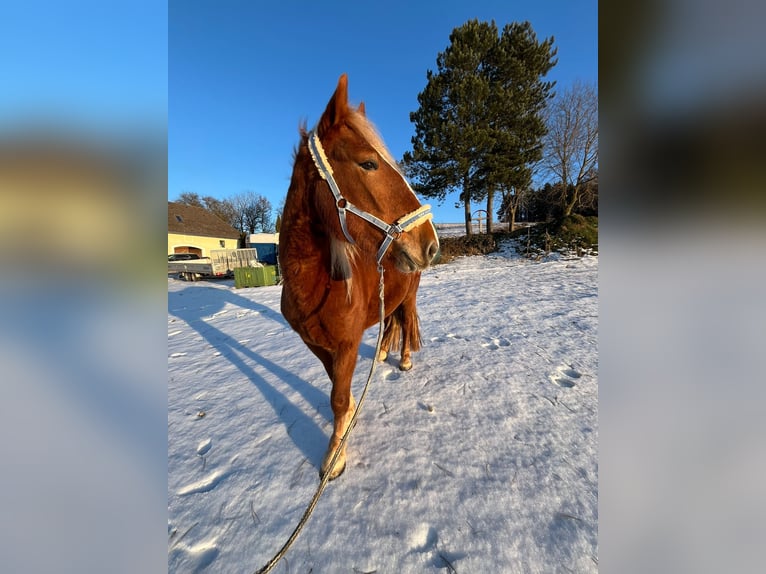 Noriker Mare 3 years 15 hh Chestnut-Red in Allhaming