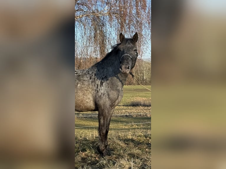 Noriker Mare 3 years 15,1 hh Leopard-Piebald in Achstetten