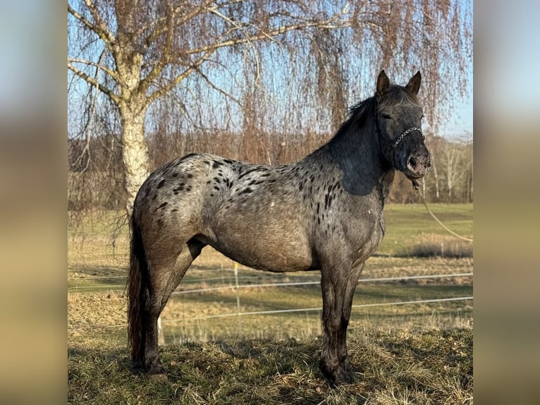 Noriker Mare 3 years 15,1 hh Leopard-Piebald in Achstetten