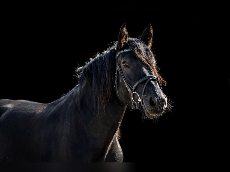 Noriker Mare 3 years 15,2 hh Black in Kraiburg am Inn