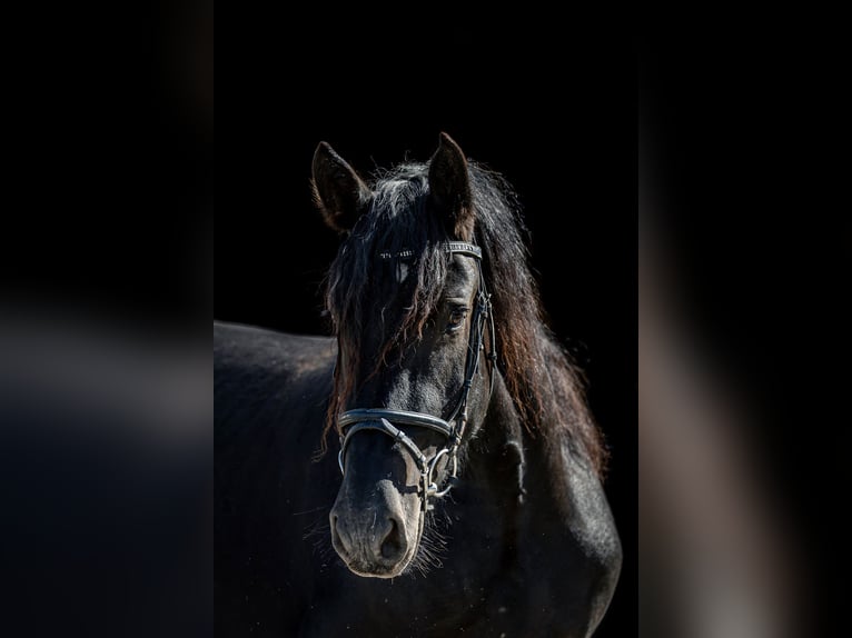 Noriker Mare 3 years 15,2 hh Black in Kraiburg am Inn