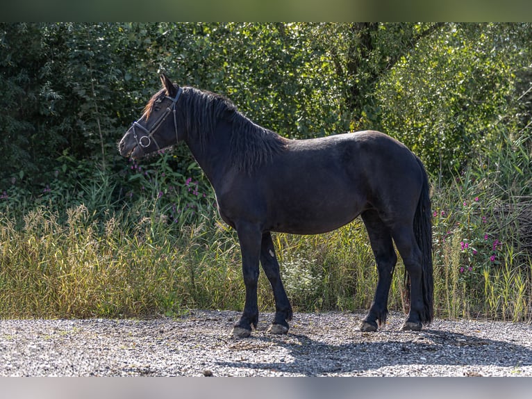 Noriker Mare 3 years 15,2 hh Black in Kraiburg am Inn