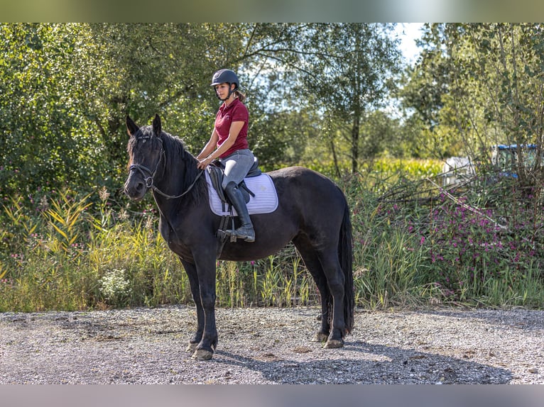 Noriker Mare 3 years 15,2 hh Black in Kraiburg am Inn