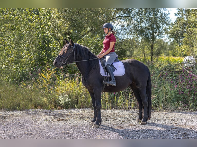 Noriker Mare 3 years 15,2 hh Black in Kraiburg am Inn
