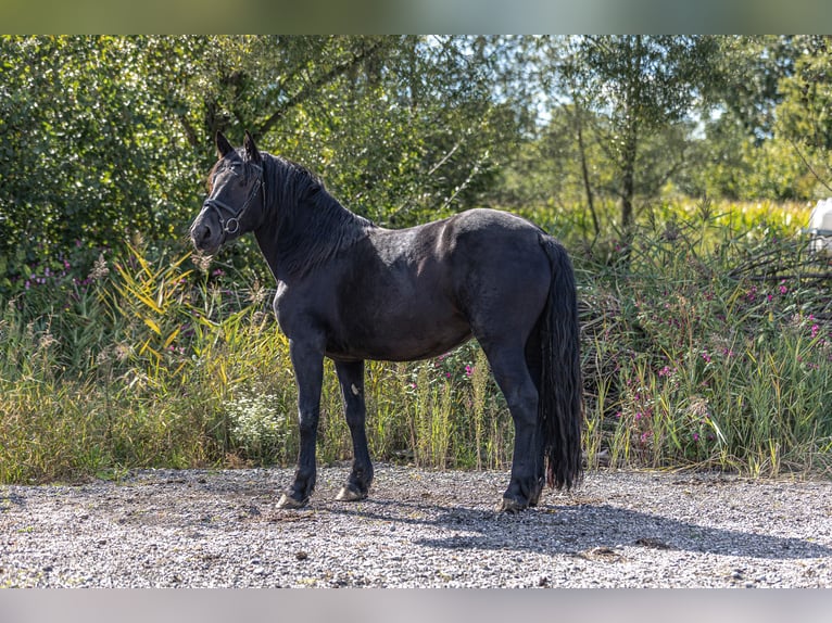Noriker Mare 3 years 15,2 hh Black in Kraiburg am Inn
