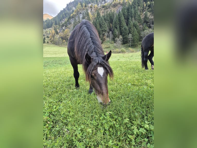 Noriker Mare 3 years 15,2 hh Brown in H&#xFC;ttschlag
