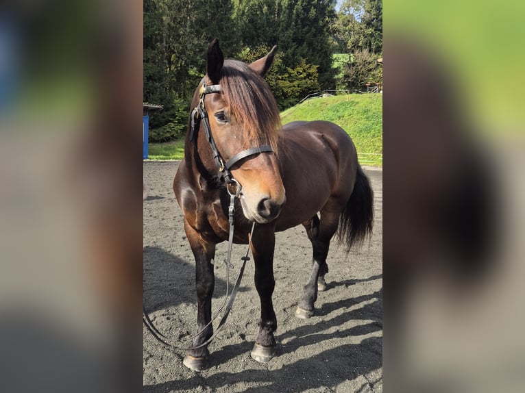 Noriker Mare 3 years 15,2 hh Brown in H&#xFC;ttschlag