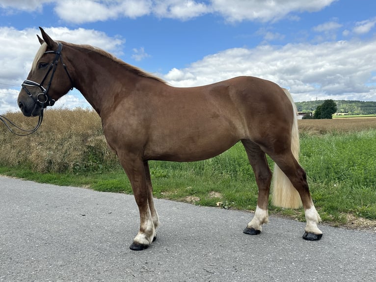 Noriker Mare 3 years 15,2 hh Chestnut-Red in Riedlingen