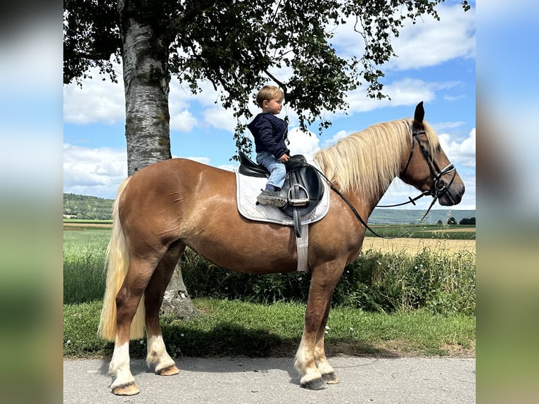Noriker Mare 3 years 15,2 hh Chestnut-Red in Riedlingen