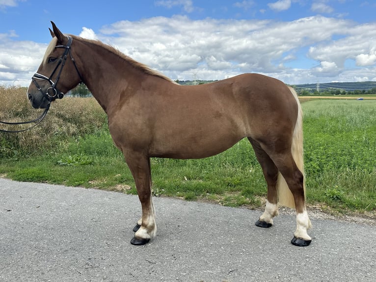 Noriker Mare 3 years 15,2 hh Chestnut-Red in Riedlingen