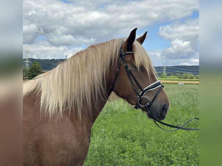 Noriker Mare 3 years 15,2 hh Chestnut-Red in Riedlingen