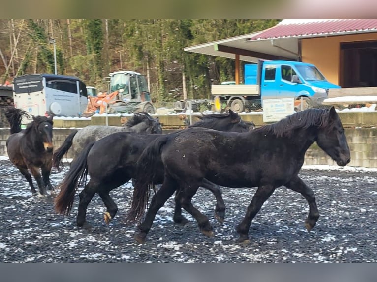 Noriker Mare 3 years 16,1 hh Black in Küßnach