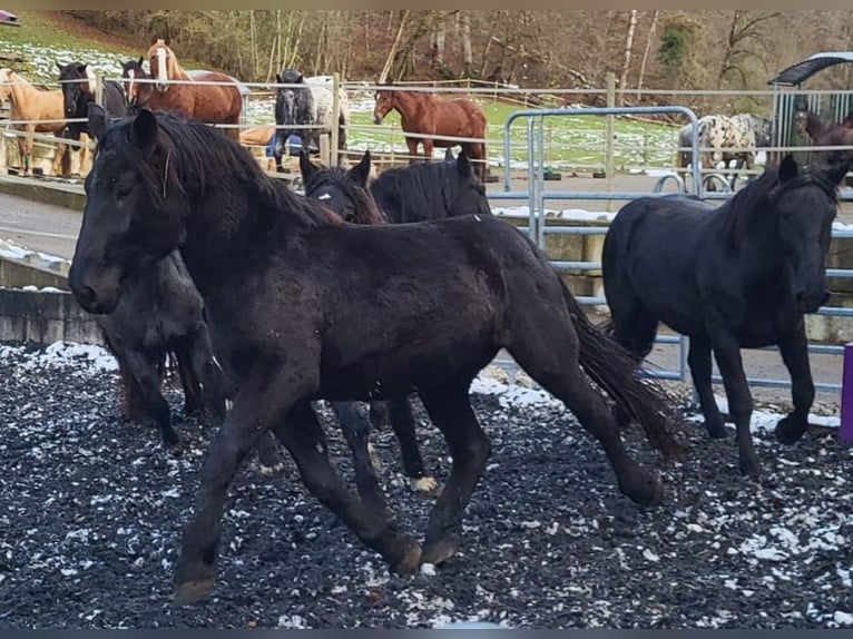 Noriker Mare 3 years 16,1 hh Black in Küßnach