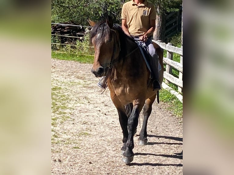 Noriker Mare 3 years 16 hh Black in San Cassiano