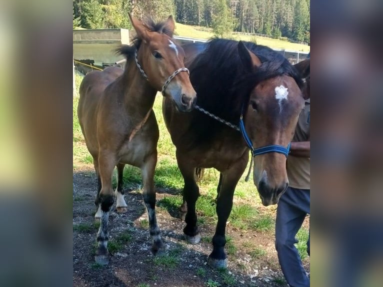 Noriker Mare 3 years 16 hh Black in San Cassiano