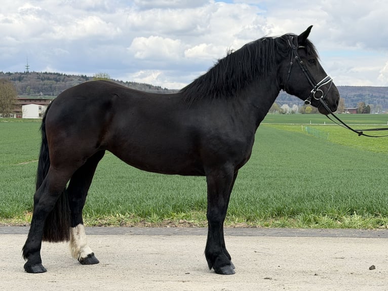 Noriker Mare 3 years 16 hh Black in Riedlingen