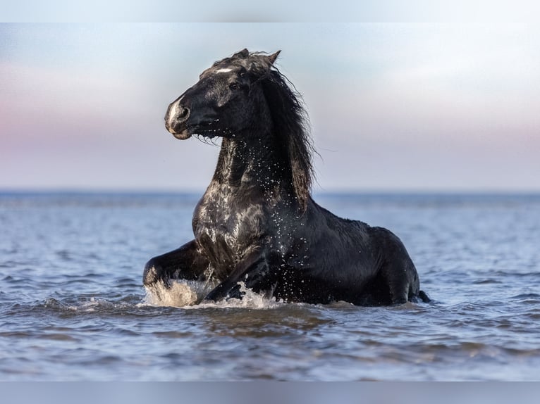 Noriker Mare 3 years 16 hh Black in Rellingen