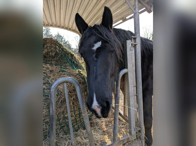 Noriker Mare 3 years 16 hh Black in Rellingen