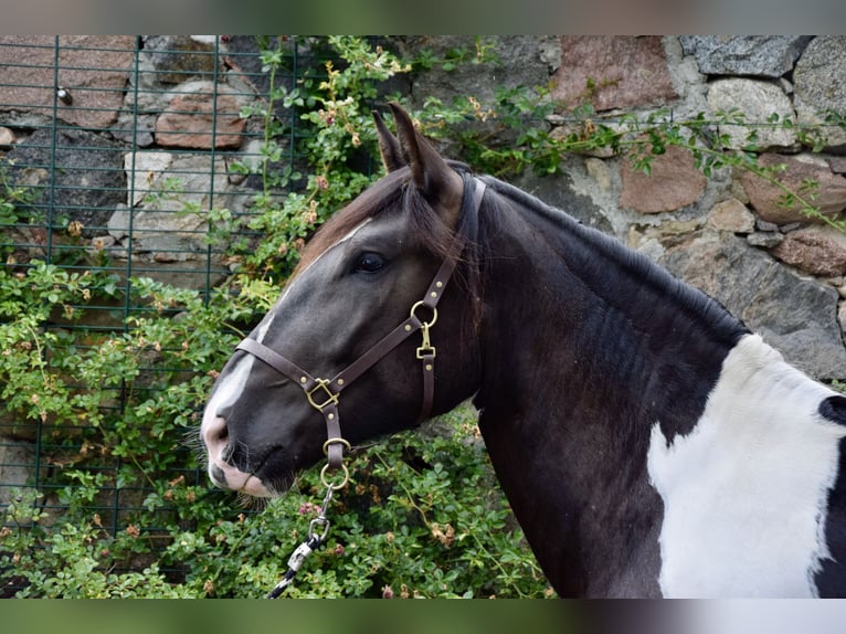 Noriker Mare 3 years 16 hh Pinto in Großräschen