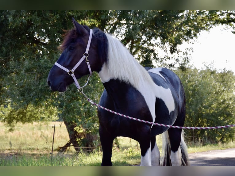 Noriker Mare 3 years 16 hh Pinto in Großräschen