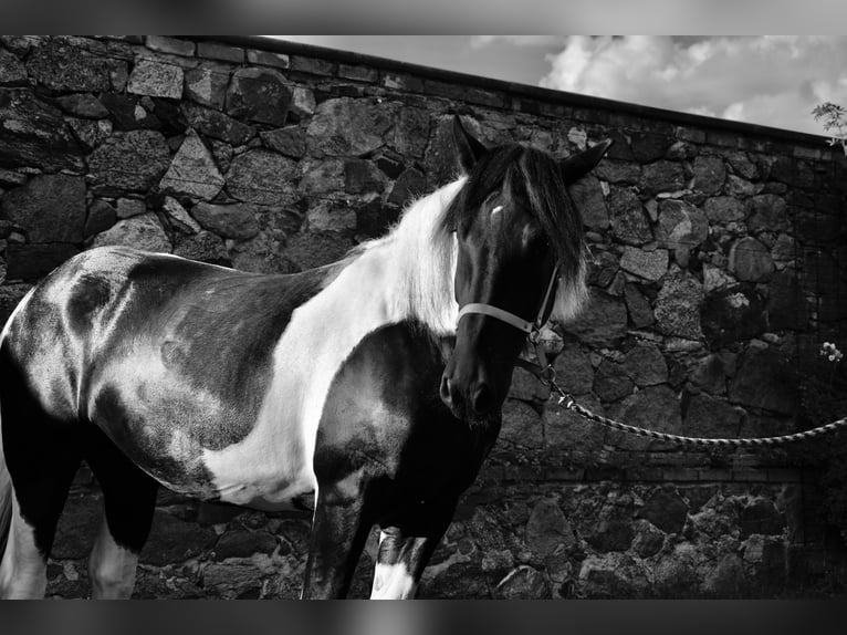 Noriker Mare 3 years 16 hh Pinto in Großräschen