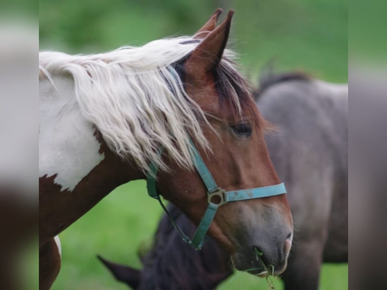 Noriker Mare 3 years in Klettgau
