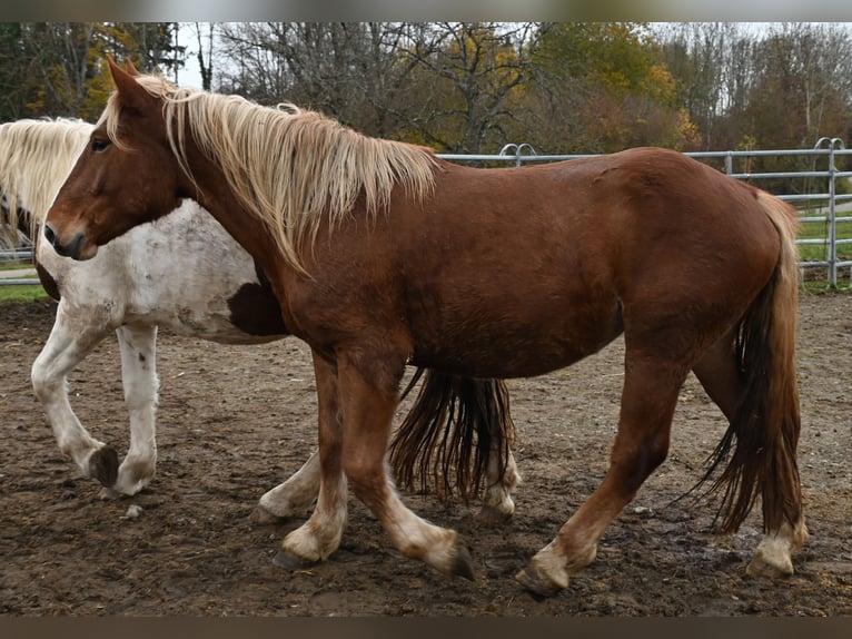 Noriker Mare 3 years Chestnut in Klettgau