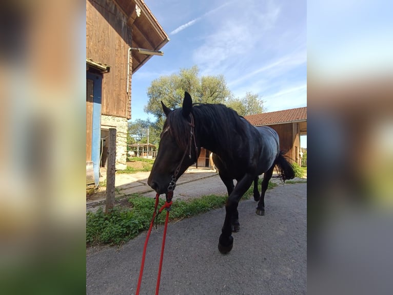 Noriker Mare 4 years 15,1 hh Black in Waging am See